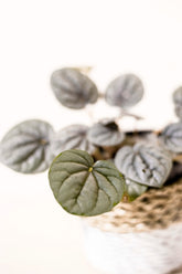 Peperomia griseoargentea "Silver Ripple"